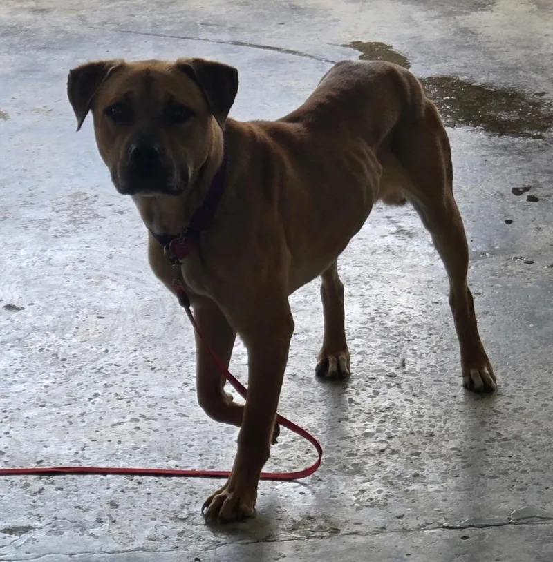 A young large-sized male Mixed Breed dog named Godzilla for adoption in Warren, MI