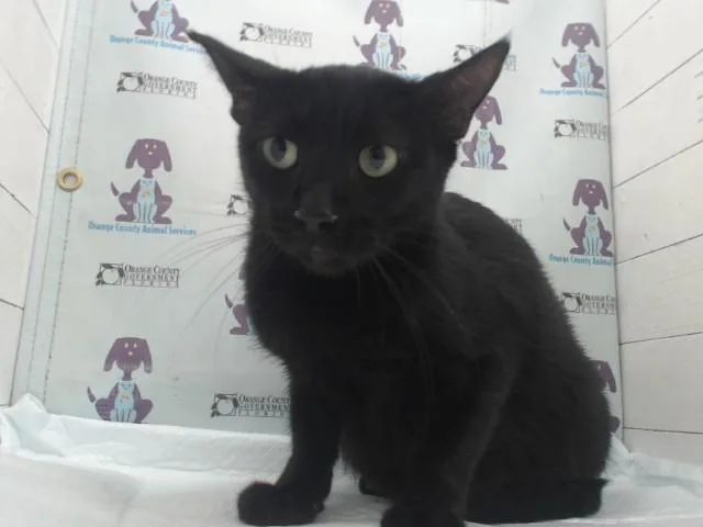 A young small-sized female Domestic Short Hair cat named Lilith for adoption in Orlando, FL