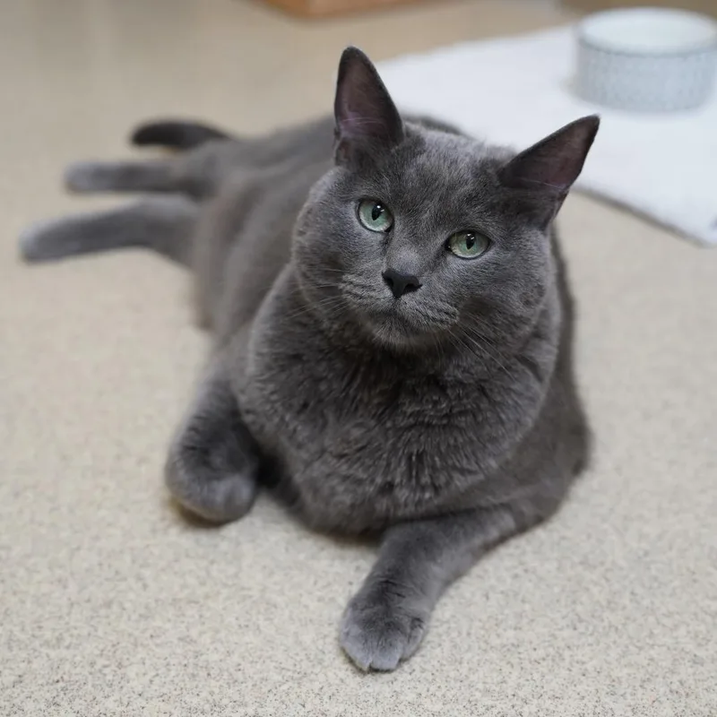 A senior extra large-sized male Gray / Blue / Silver Domestic Short Hair cat named Chief for adoption in Naperville, IL