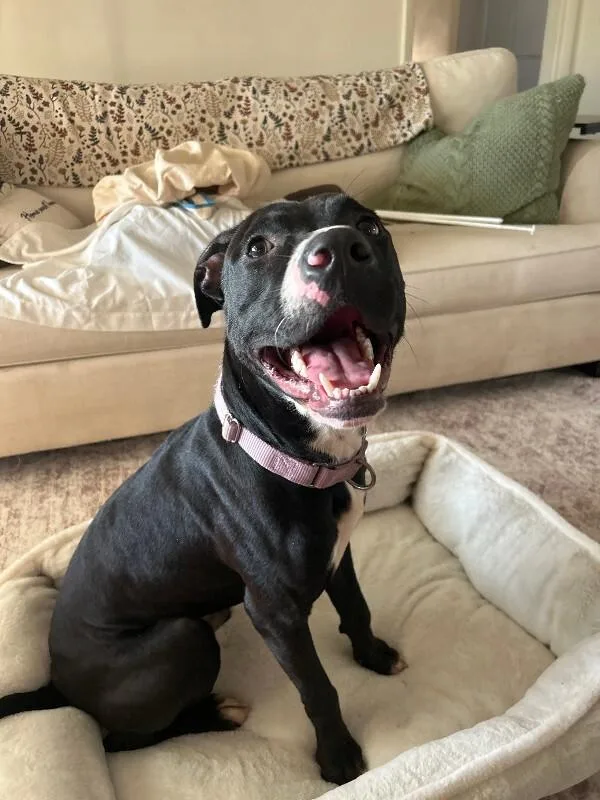 An adult medium-sized male Brown / Chocolate Mixed Breed dog named Caraway for adoption in Cincinnati, OH