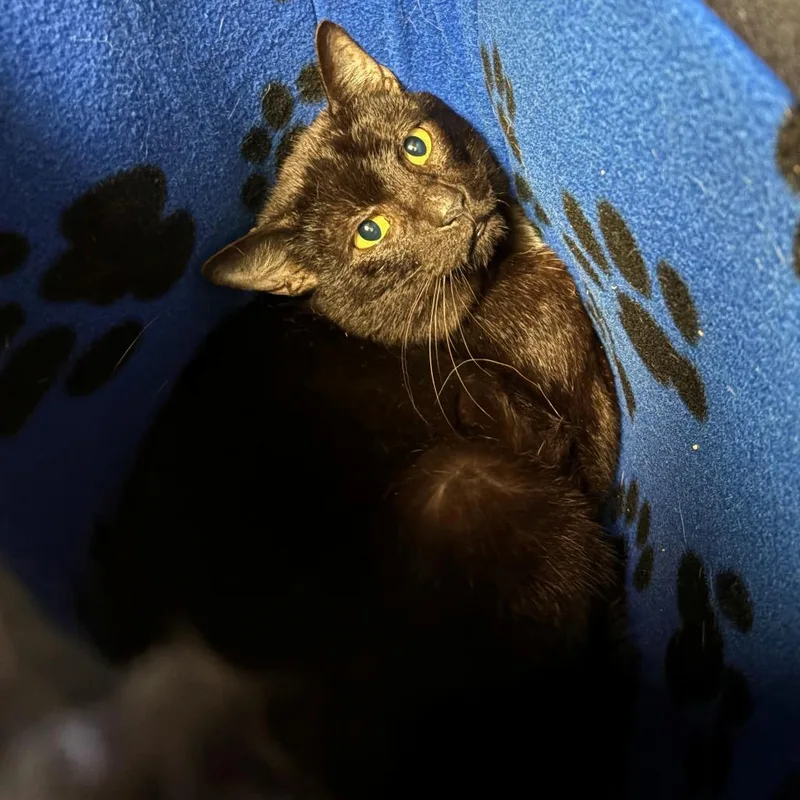 An adult small-sized male Black Domestic Short Hair cat named Justus for adoption in Chehalis, WA