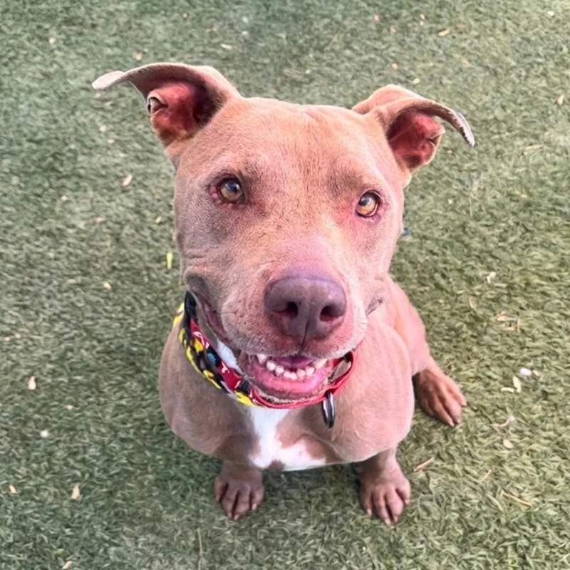 An adult medium-sized female Yellow / Tan / Blond / Fawn Pit Bull Terrier dog named Amber for adoption in Las Vegas, NV