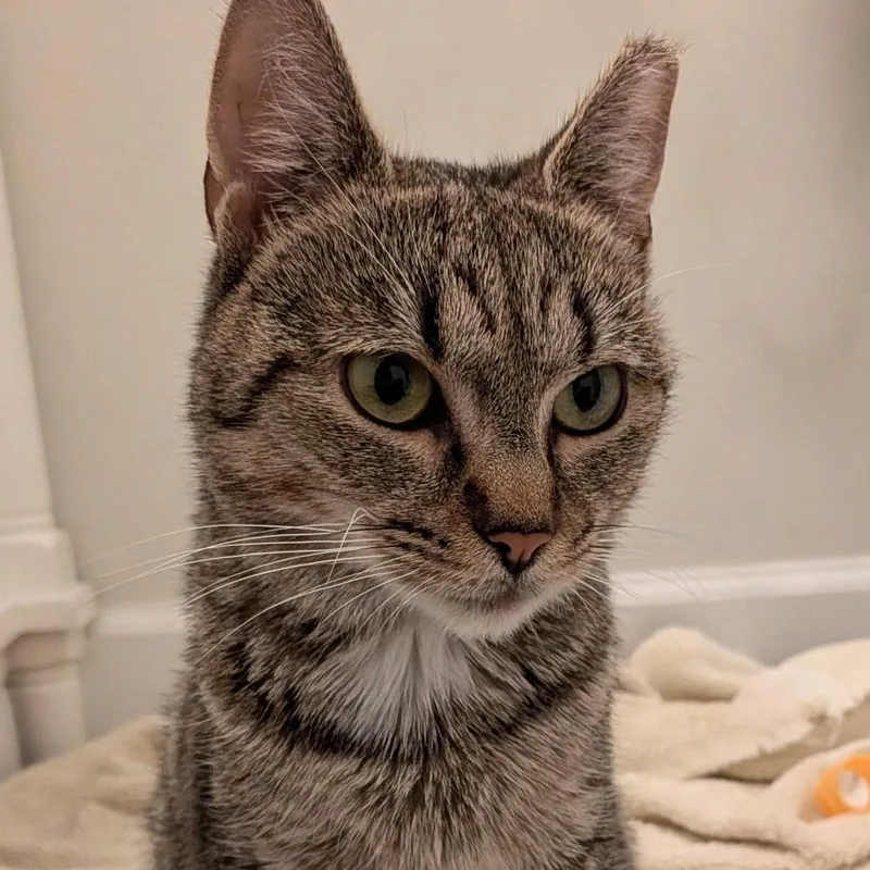 An adult medium-sized female Tabby (Gray / Blue / Silver) Domestic Short Hair cat named Peewee for adoption in West Orange, NJ