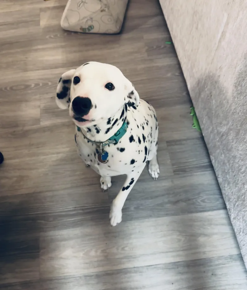 Tillysan Diego  Ca thumbnail 2