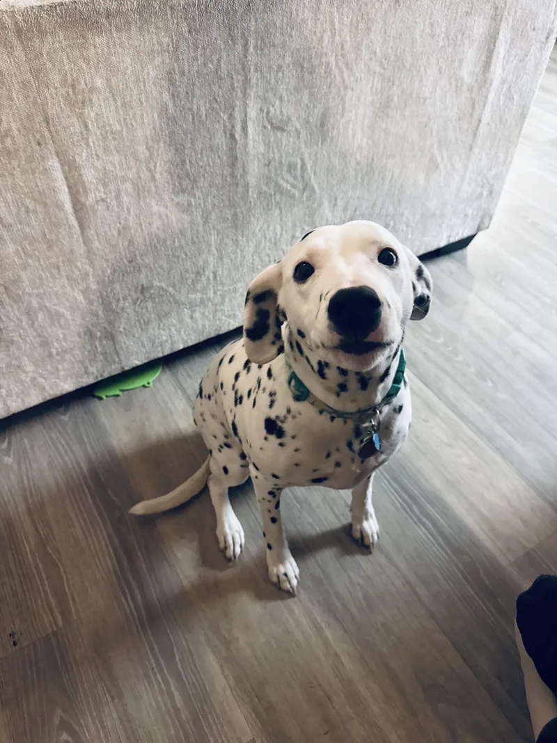 Tillysan Diego  Ca thumbnail 3