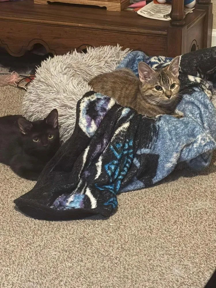 A young medium-sized female Domestic Short Hair cat named Guadalupe for adoption in Salisbury, NC