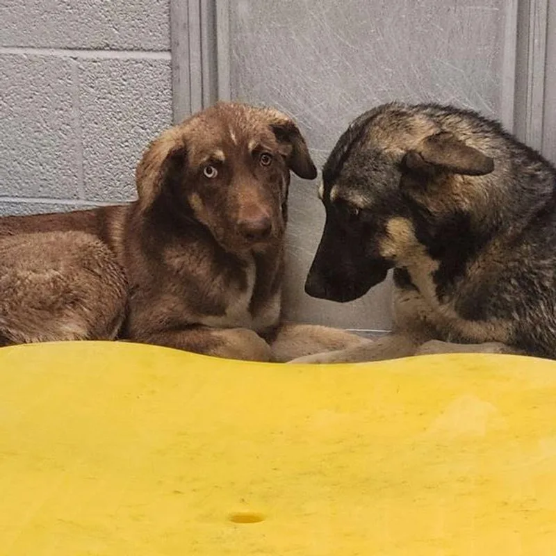 An adult medium-sized female Brown / Chocolate Shepherd dog named Lainey for adoption in Kingman, AZ