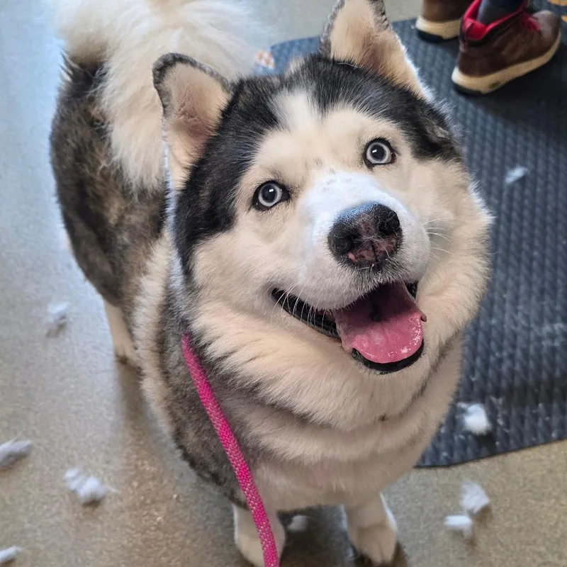 An adult large-sized male Gray / Blue / Silver Siberian Husky dog named Shiloh for adoption in Council Bluffs, IA