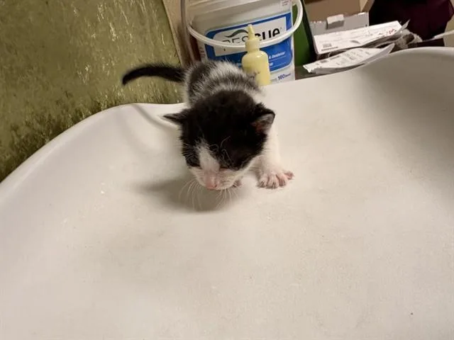 A baby small-sized male Domestic Short Hair cat named Jamie for adoption in Riverside, CA