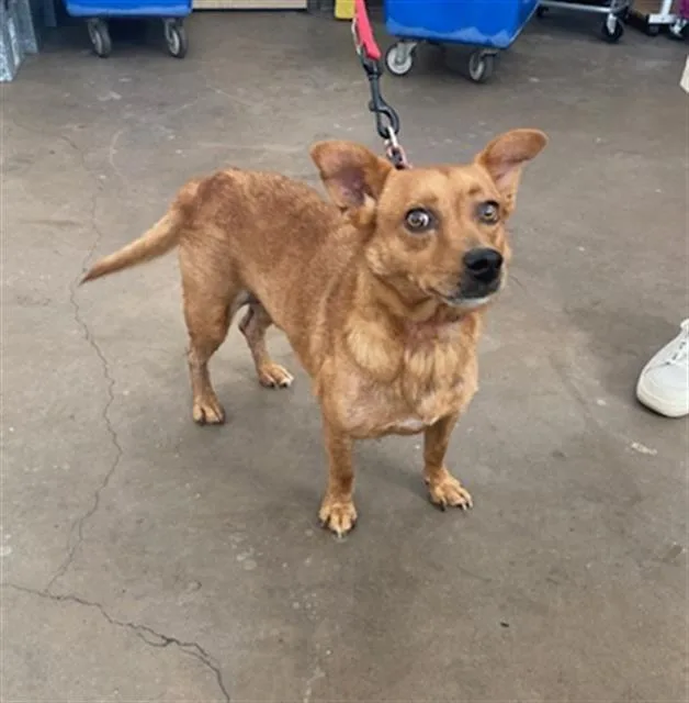 A young medium-sized male Mixed Breed dog named Marley for adoption in Dallas, TX
