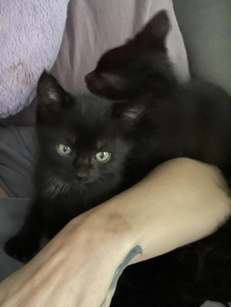 A baby small-sized male Black Domestic Short Hair cat named Ace and Axel for adoption in Walnut Creek, CA