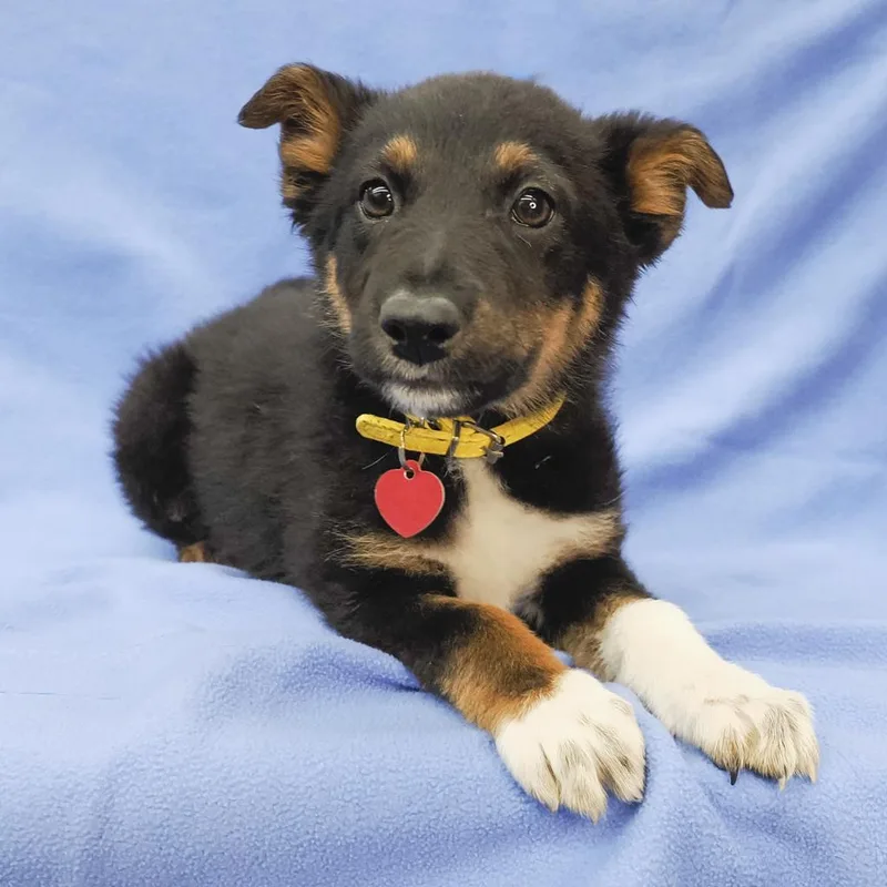An adult medium-sized female Black German Shepherd Dog dog named Luna for adoption in Point Richmond, CA