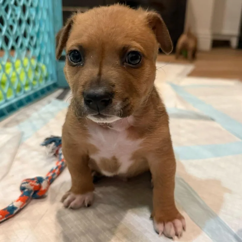 A baby small-sized male Brown / Chocolate Pit Bull Terrier dog named Molasses for adoption in Los Angeles, CA