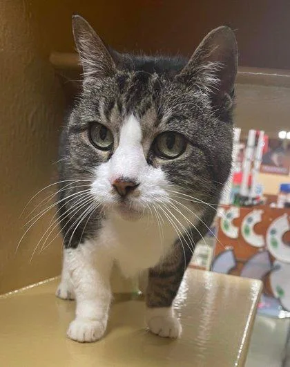 Twiggy Preston thumbnail 3