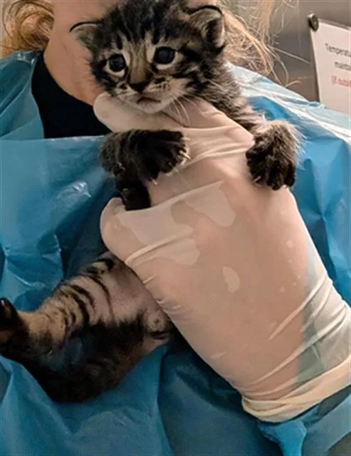 A baby small-sized male Domestic Short Hair cat named Bumble Kit for adoption in Bakersfield, CA
