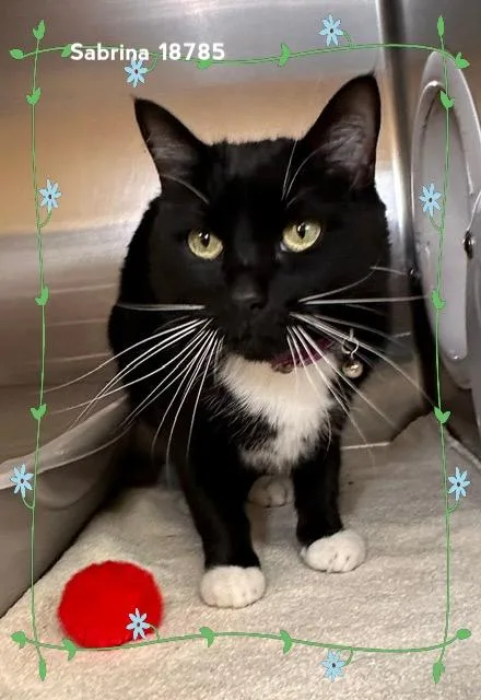 An adult medium-sized female Black & White / Tuxedo Domestic Short Hair cat named Sabrina for adoption in Marietta, GA