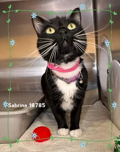 Sabrina thumbnail 4