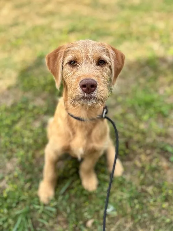 A baby medium-sized female Yellow / Tan / Blond / Fawn Wirehaired Terrier dog named Hazel for adoption in Aiken, SC