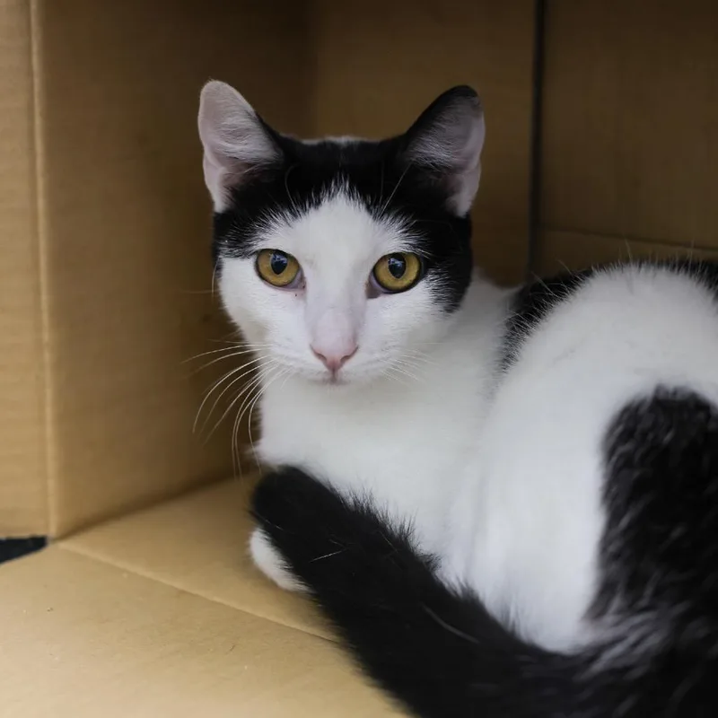 A young medium-sized female Black Domestic Short Hair cat named Aimee for adoption in Los Angeles, CA