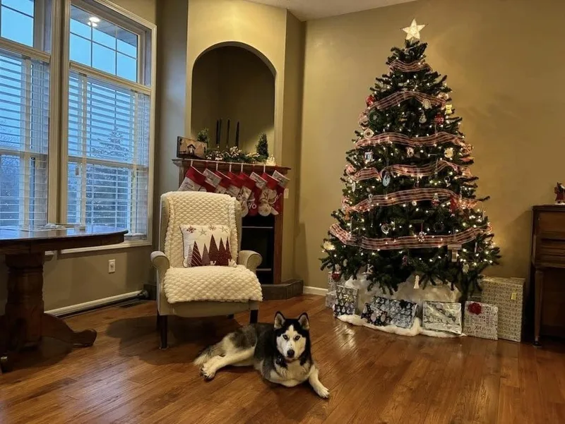 An adult medium-sized female Tricolor (Brown, Black, & White) Siberian Husky dog named Mina for adoption in Bolivar, MO