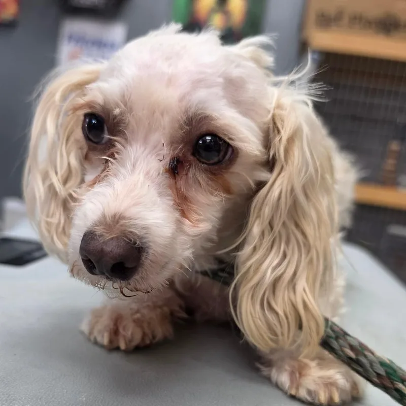 An adult small-sized male Maltese dog named Jason  Chino Hills for adoption in Chino Hills, CA