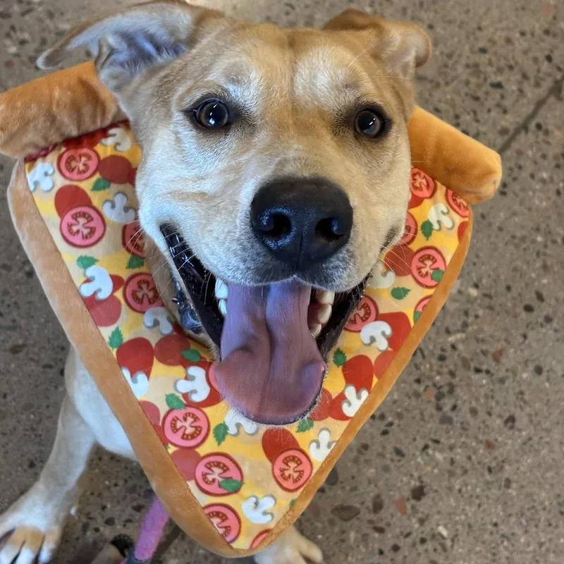 An adult large-sized male Brown / Chocolate Pit Bull Terrier dog named Maxx for adoption in Phoenix, AZ