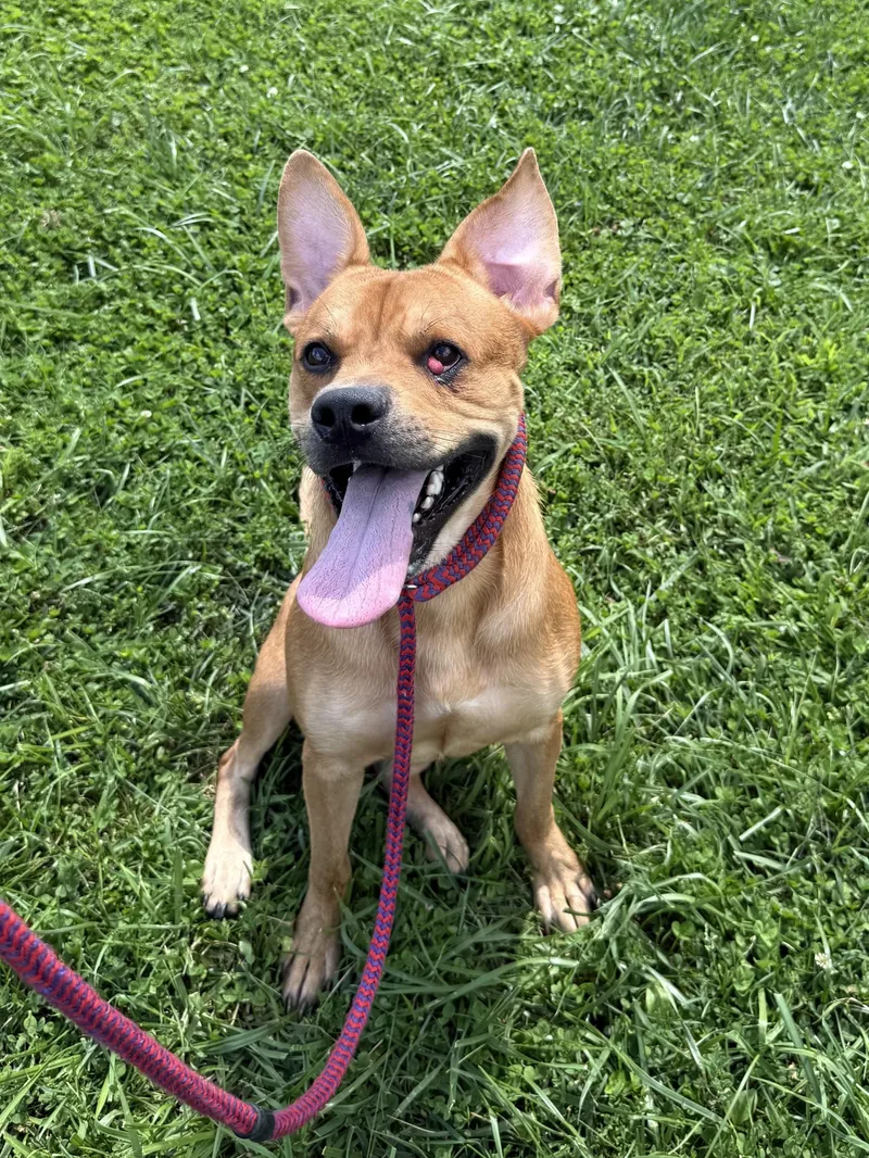 An adult medium-sized male Yellow / Tan / Blond / Fawn Mixed Breed dog named Monty for adoption in Wooster, OH