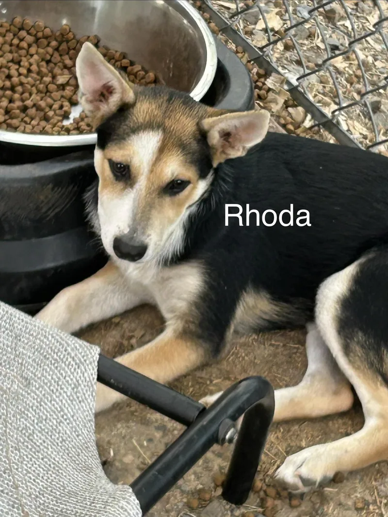 Rhoda