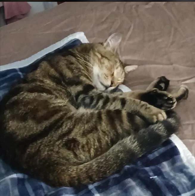 An adult medium-sized male Domestic Short Hair cat named Smokey for adoption in Stewartsville, NJ