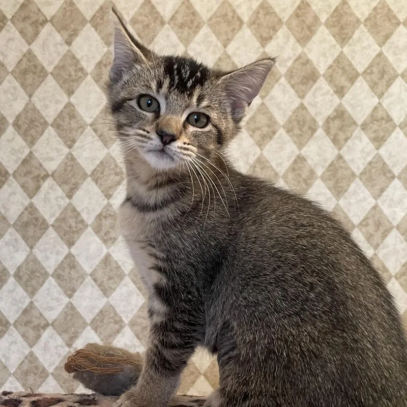 A baby small-sized female Domestic Short Hair cat named Marceline for adoption in Roswell, GA