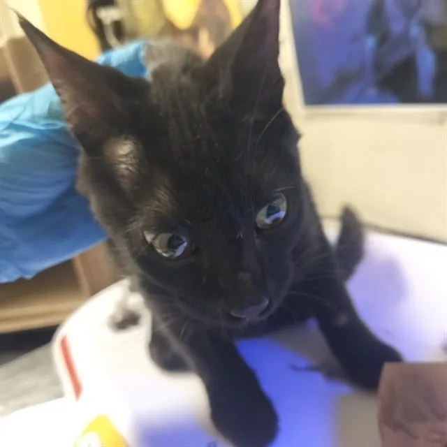 A young small-sized female Domestic Short Hair cat named Galaxy for adoption in Pueblo, CO