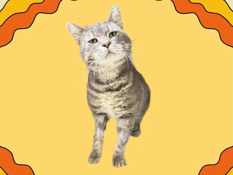 An adult large-sized male Gray / Blue / Silver Tabby cat named Chase for adoption in Laguna Beach, CA