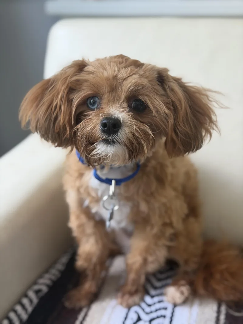 A baby small-sized male Cavapoo dog named Nugget for adoption in Mahwah, NJ