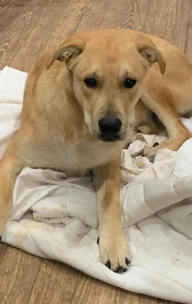 A young large-sized male Black Mouth Cur dog named Zodiac for adoption in North Syracuse, NY