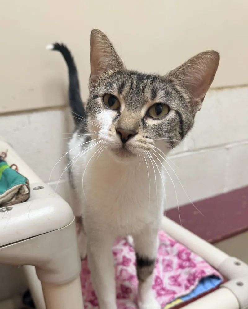 An adult medium-sized female Tabby (Gray / Blue / Silver) Domestic Short Hair cat named Camille for adoption in Logan, OH