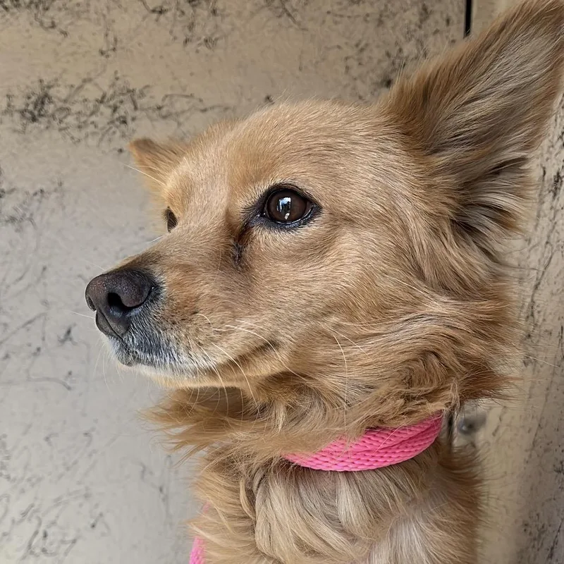 Ocotillo Stray thumbnail 2