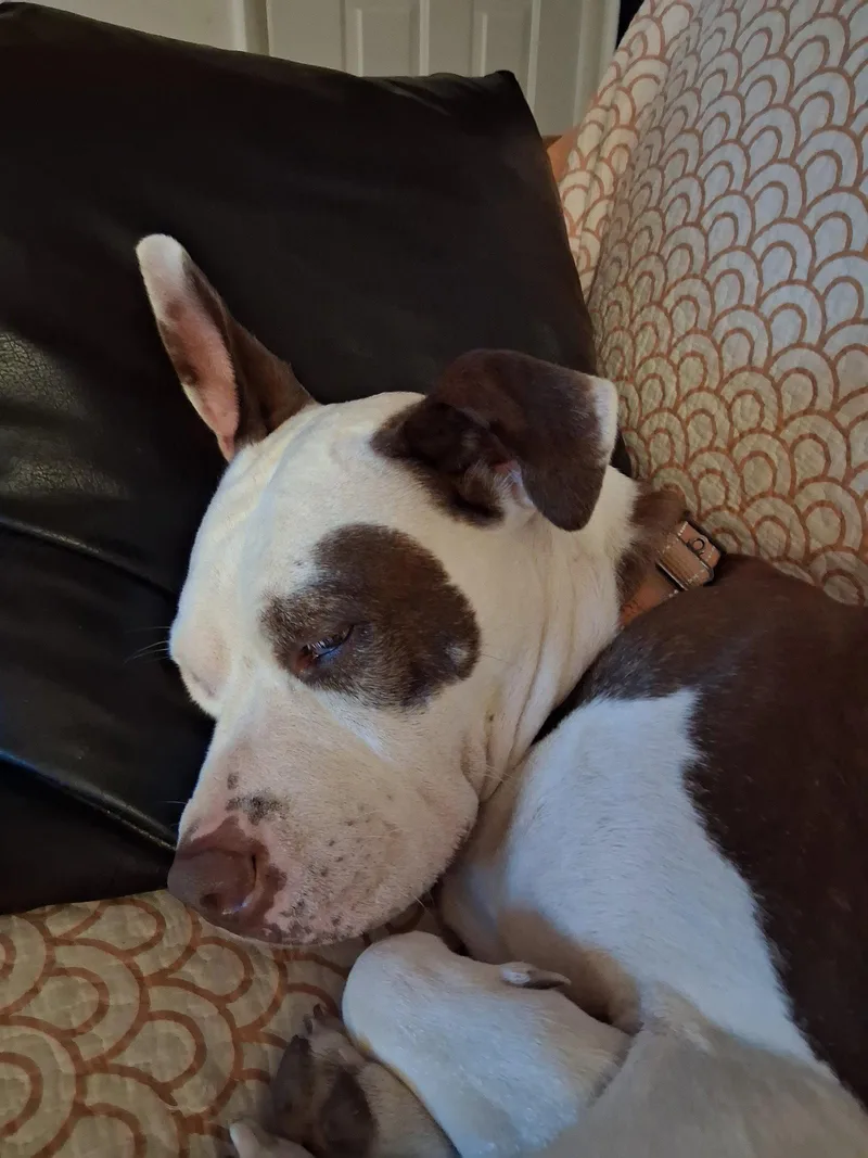 An adult medium-sized female Pit Bull Terrier dog named Honey for adoption in Cuyahoga Falls, OH
