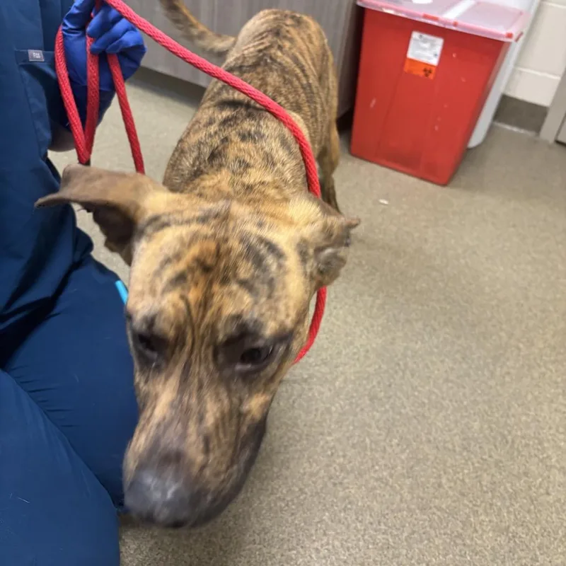 A young medium-sized male Mixed Breed dog named Oogie for adoption in Council Bluffs, IA