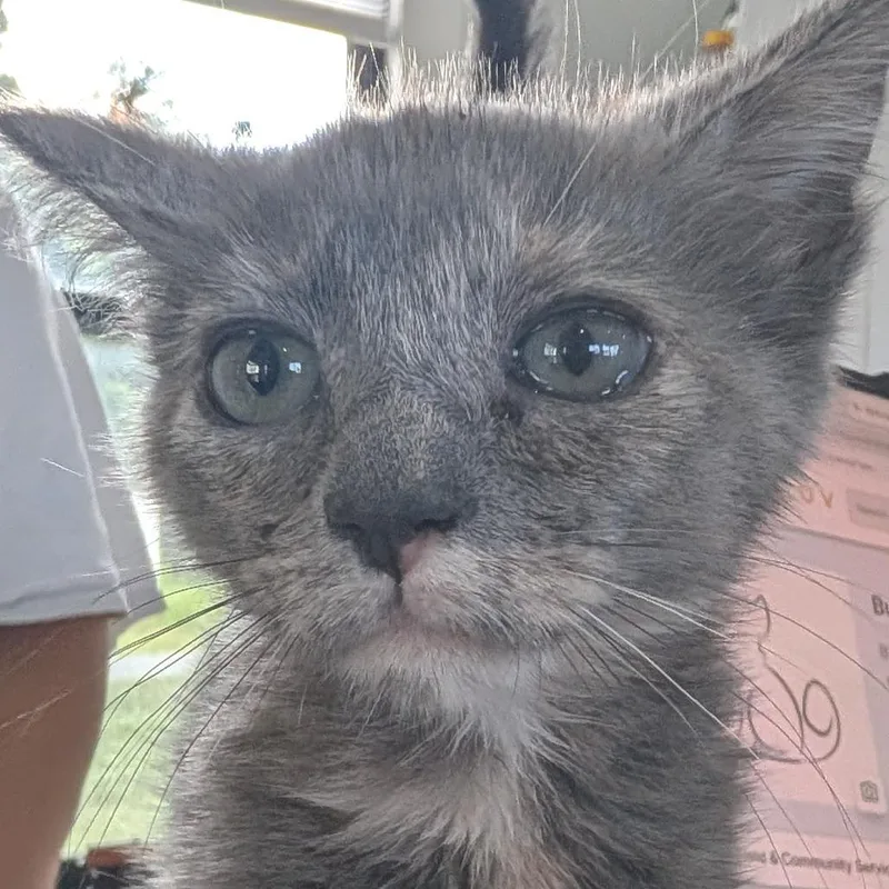 A baby small-sized female Gray / Blue / Silver Domestic Medium Hair cat named Bulls Eye for adoption in Chapel Hill, NC