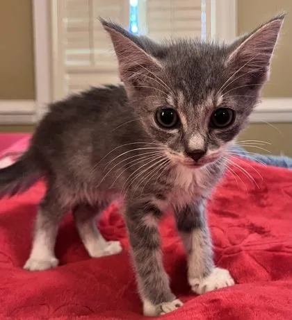 A baby small-sized female Domestic Short Hair cat named Cassia for adoption in Lawrenceville, GA