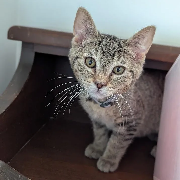 A baby small-sized male Tabby (Brown / Chocolate) Domestic Short Hair cat named Banjo for adoption in Hudsonville, MI