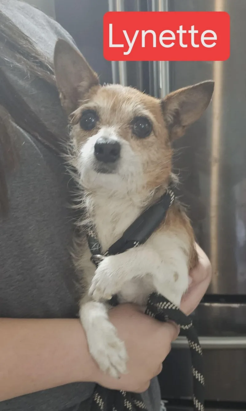 An adult small-sized female Jack Russell Terrier dog named Lynette for adoption in Fort Worth, TX