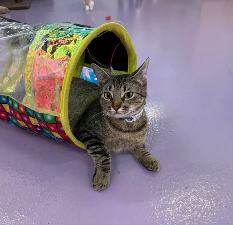 A young medium-sized female Tabby (Brown / Chocolate) Domestic Short Hair cat named Lady Gaga for adoption in Houston, TX