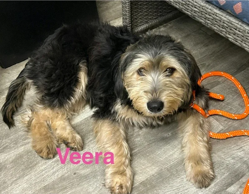 A young medium-sized female Terrier dog named Veera for adoption in Ellijay, GA