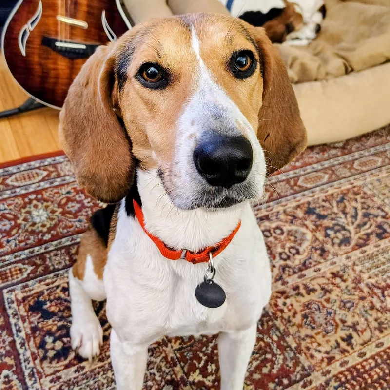 Hazel