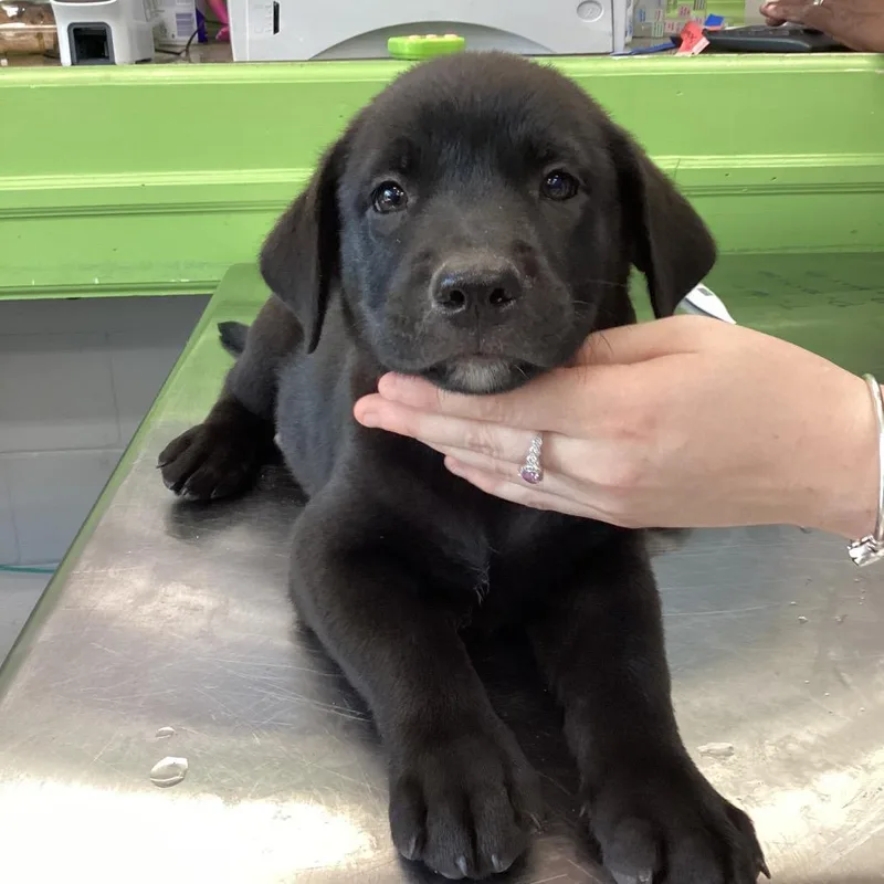 A baby small-sized female Black Terrier dog named Cappy for adoption in Montgomery, AL