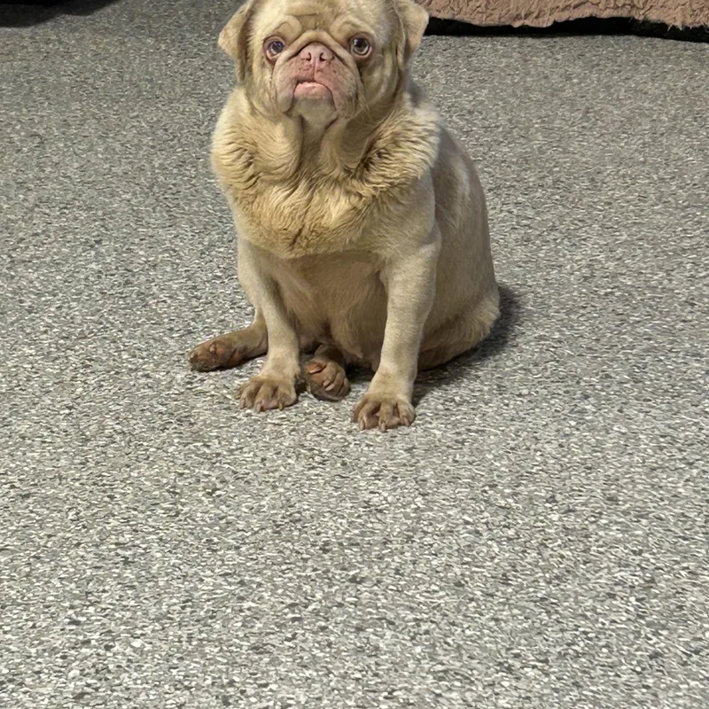 An adult small-sized female Yellow / Tan / Blond / Fawn Pug dog named Hot Rosa for adoption in Antwerp, OH