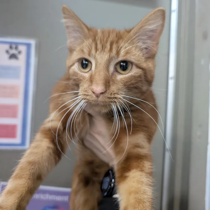 A young medium-sized male Orange / Red Domestic Short Hair cat named Apple Cider Donut for adoption in West Olive, MI