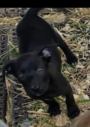 A baby medium-sized male Black Labrador Retriever dog named Billy for adoption in Fort Payne, AL