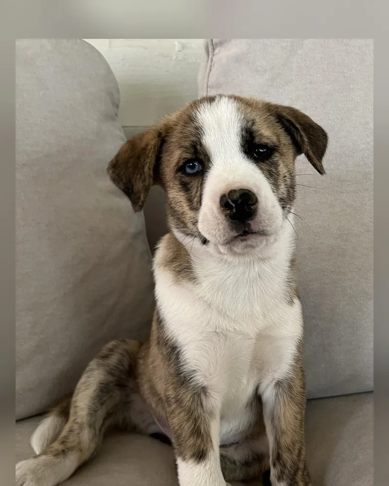 A baby medium-sized female Australian Shepherd dog named Hazel for adoption in Cordova, TN